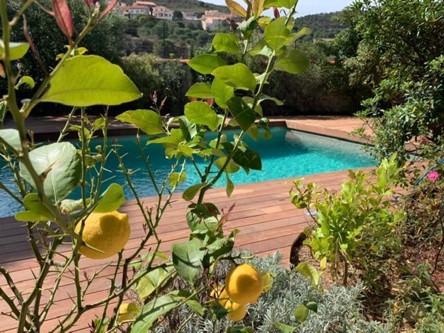 Villa Bleue - Les Pins Port Vendres Eksteriør billede